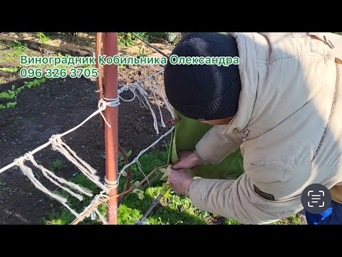 Видео: Укриття виноградника від зворотніх весняних заморозків, способи якими я користуюся