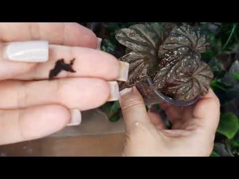 Видео: Заглянем в контейнеры с детками