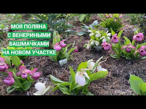Видео: Обзор моих венериных башмачков
