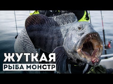 Видео: МОНСТРА поймали на спиннинг!!! Снасти здрасьте!