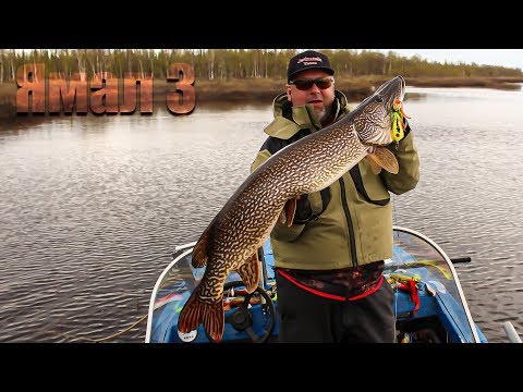 Видео: ЯМАЛ. ДЖЕРКМАНИЯ - ВИД ЛОВЛИ КАК СТИЛЬ ЖИЗНИ! СЕКРЕТЫ ЛОВЛИ НА ТОПВОТЕРЫ.