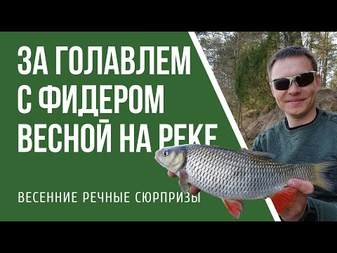 Видео: Охота на голавля на реке весной