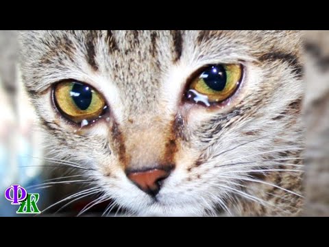 Видео: - Я тебя отпускаю! - больная кошка бесила хозяйку, и она выгнала Ладу за порог…