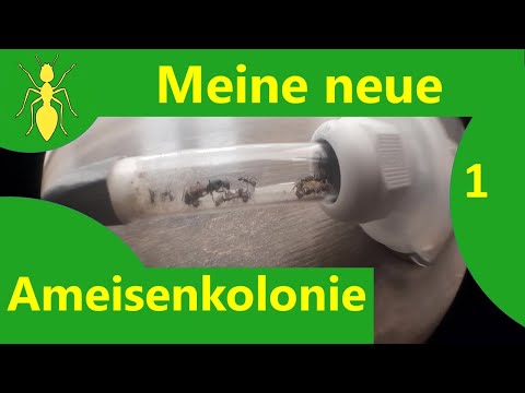 Видео: Моя новая колония муравьев Camponotus ... 