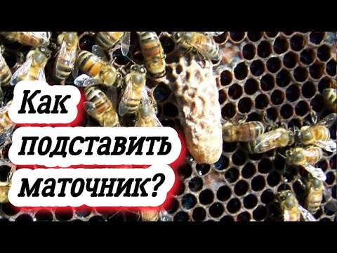 Видео: Как в отводок подставить маточник? Пчеловодство легко и просто. Пасека зажужжала!