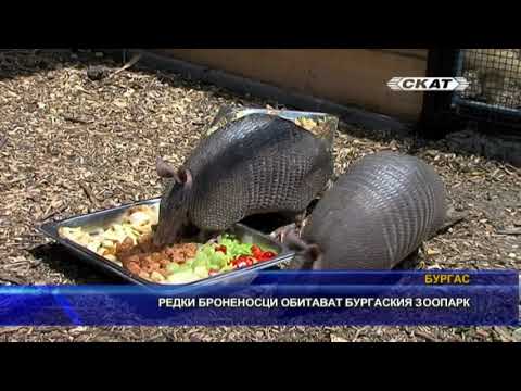 Видео: Редки броненосци обитават бургаския зоопарк
