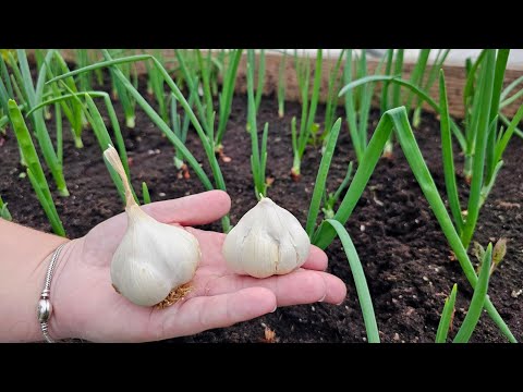 Видео: Хитрость для больших головок! Почему лучше сажать чеснок осенью?