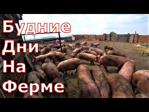 Видео: Будние дни на ферме