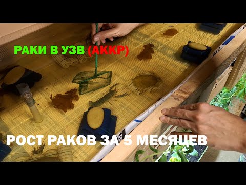 Видео: Темпы роста рака в УЗВ за 5 месяцев. Все о выращивании австралийского красноклешнёвого рака (АККР).