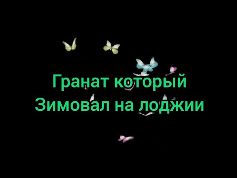 Видео: Гранат который зимовал на лоджии.