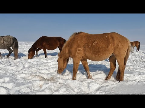 Видео: ҚАР ҚАЛЫҢ. ЖЫЛҚЫҒА ЖАЯУ БАРЫП КЕЛДІК