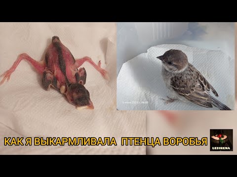 Видео: КАК Я ВЫКАРМЛИВАЛА ПТЕНЦА ВОРОБЬЯ