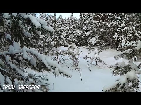 Видео: ТРОПЛЮ ЗАЙЦА В ЛЕСУ. Охота на зайца беляка в тайге