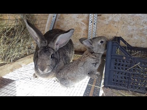 Видео: Разведение кроликов от А до Я краткий обзор для начинающих