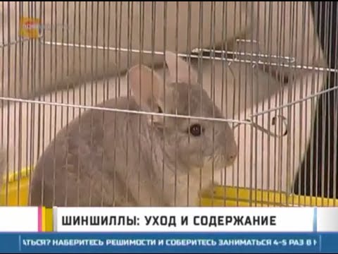 Видео: Питомцы. Шиншиллы: уход и содержание. GuberniaTV