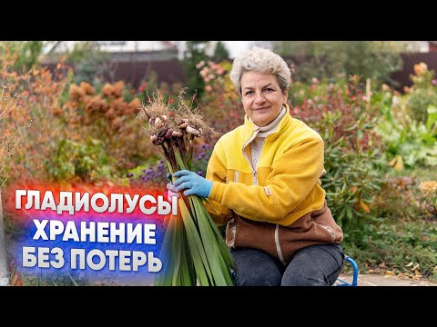 Видео: Гладиолусы   хранение без потерь