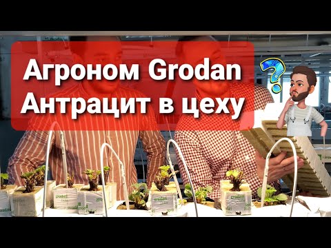 Видео: КЛУБНИКА НА КАМЕННОЙ ВАТЕ GRODAN \\ КОНСУЛЬТАЦИЯ АГРОНОМА \\ АНТРАЦИТ В ЦЕХУ