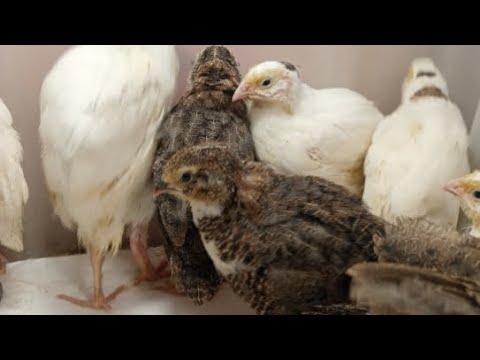 Видео: Перепелята 17дней в квартире в прямом эфире! Ежедневный стрим!