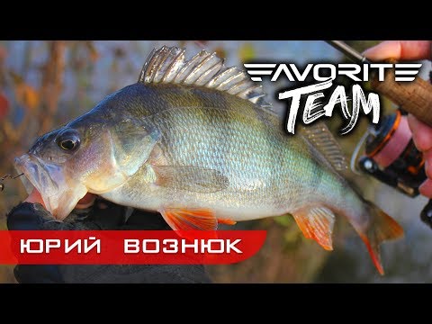 Видео: Вся рыба на одну приманку! Ловля крупного окуня на озере поздней осенью. Favorite Team.