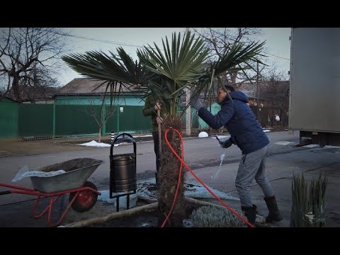 Видео: Посадка Пальмы Трахикарпус в зимний период, с подогревом почвы, зона 6Б.