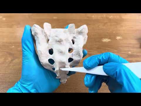 Видео: Сегізкөз омыртқасының құрылысы