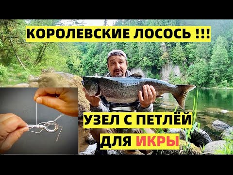 Видео: СЮРПРИЗ  ОТ КОРОЛЕВСКОГО ЛОСОСЯ И УЗЕЛ С ПЕТЛЕЙ ДЛЯ ИКРЫ.