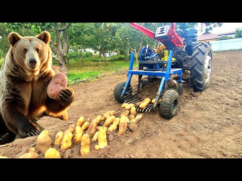 Видео: СУПЕР КАРТОПЛЕКОПАЛКА. Копали картофель как «БАНАНЫ», а оказалась «МЕДВЕЖАЯ ЛАПА»