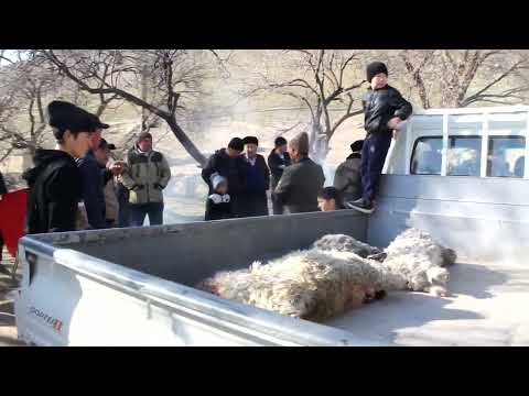 Видео: улок капли акалар лайкни айамаймиз