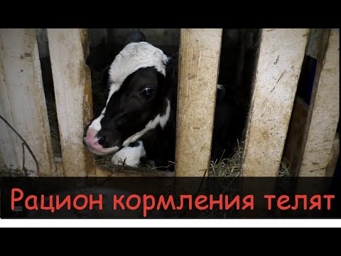 Видео: Кормление телят с 0до6 месяцев/Рацион,состав комбикорма/Feeding calves from birth to 6 months,ration