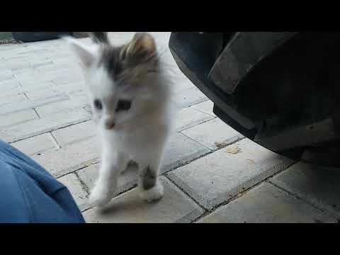 Видео: Прикарпатець.Про резину...