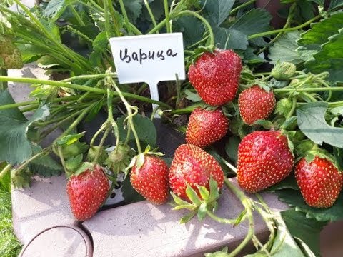 Видео: Царица - клубника, плодоношение в Ягодном подворье