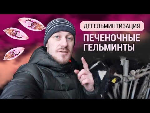 Видео: Дегельминтизация животных при выявлении печеночных гельминтов