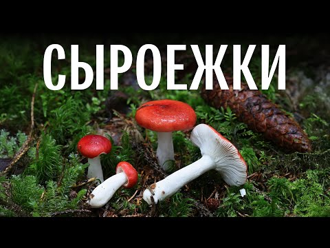 Видео: Для новичков. Сыроежки. Михаил Вишневский