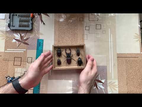 Видео: Коллекция жуков. Рогачи. Оформление.