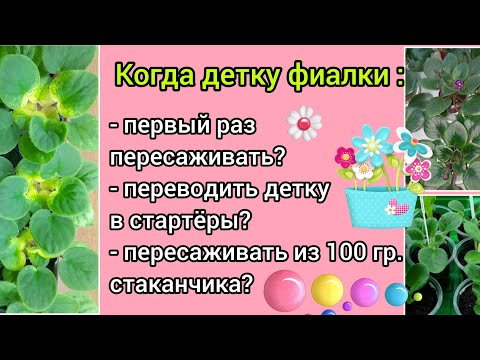 Видео: Когда детку фиалки первый раз пересаживать? Переводить в стартёры? Пересаживать из 100гр. стакана?