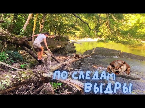 Видео: По следам ВЫДРЫ. Тропа привела сама. Невероятная красота природы. Vlog