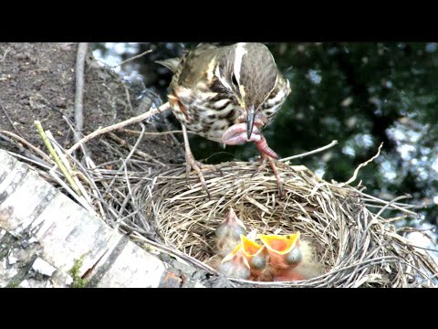 Видео: Дрозд кормит птенцов, Chicks of Redwing