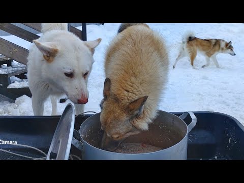Видео: Лайки есть захотели