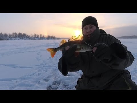 Видео: Аргази порадовало!