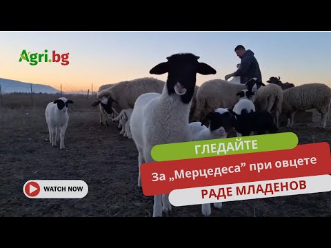 Видео: За „мерцедеса” при овцете разказва четвърто поколение животновъд