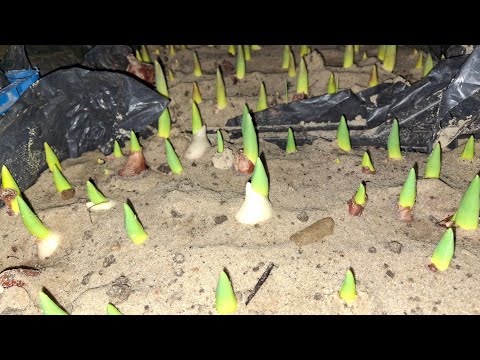 Видео: Початок вигонки тюльпану, визначаєм сроки, фактори які на них впливають.