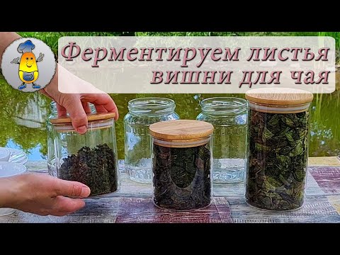Видео: Ферментированный чай из вишневых листьев | Как ферментировать листья вишни от А до Я