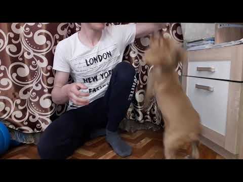 Видео: Дрессировка Английского кокер спаниеля