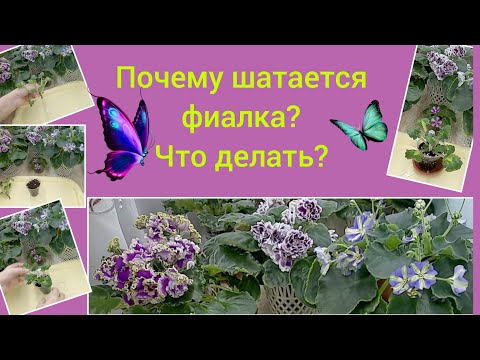 Видео: Фиалка шатается! Что нужно быстро сделать?