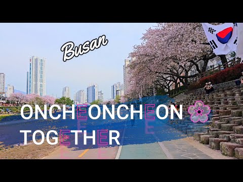 Видео: 🇰🇷 Цветение сакуры в Пусане, район Ончхончхон 🌸 - Пешеходная экскурсия вместе 4K