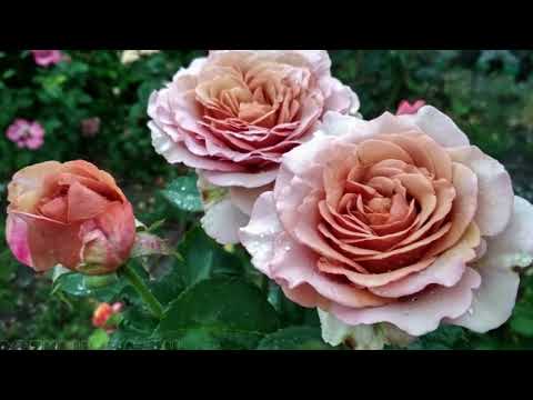 Видео: Самые популярные! часть 3