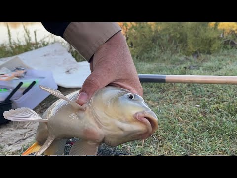 Видео: Рыбалка на реке БОЗСУ!! Часть 2. Сазаны клюют один за другим!!!