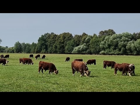 Видео: Работаем с Животными. Август пролетел , как один день...