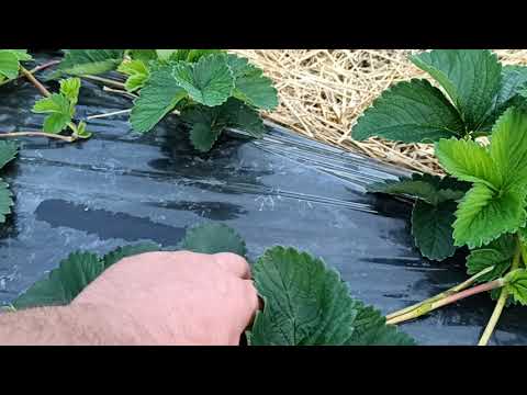 Видео: Маточник   22 августа 2021г.