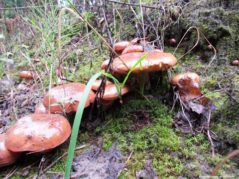 Видео: Маслят завались! В лес по грибы!